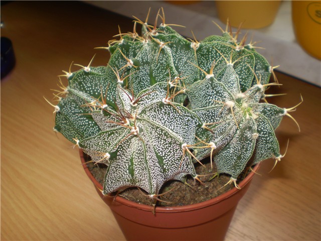 kaktus